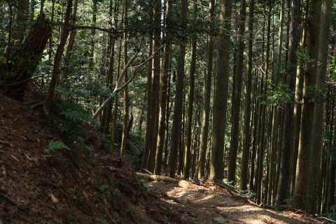 播州鬼散歩【加西市】神話の道と呼ばれる神秘的な森の中の通り 〜歴史の森特集〜ProfileSponsorVideo