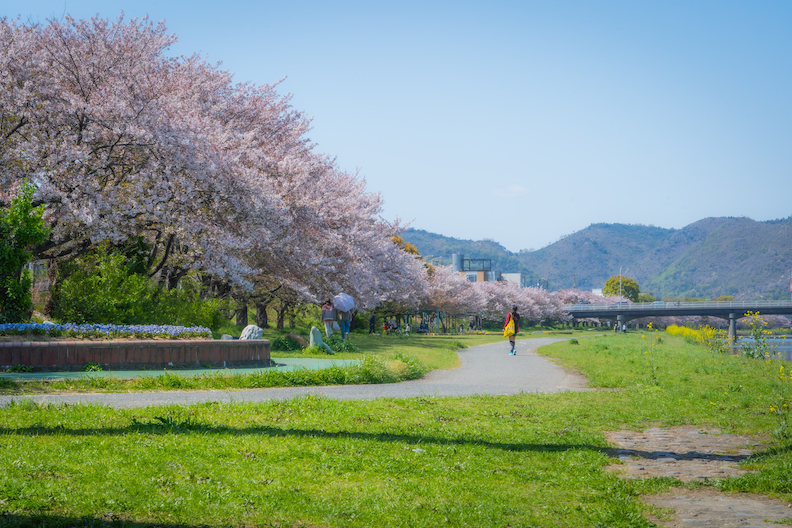 【姫路市】夢前川サイクリングロードの長い桜回廊