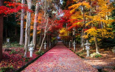 【まるでレッドカーペット】西脇市・西林寺の絶景紅葉散歩